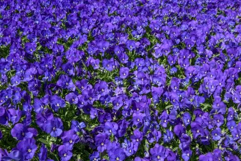 Floral violet pattern. Background from many violets. Stock Photos