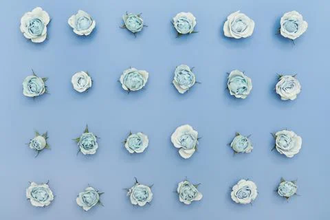 Floral visual with flowers pattern, roses frame on color background Stock Photos