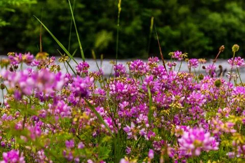 A floral wide angle shot pattern of pink flowers growing in the wild Stock Photos
