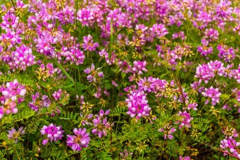 A floral wide angle shot pattern of pink flowers growing in the wild Stock Photos