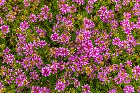 A floral wide angle shot pattern of pink flowers growing in the wild Stock Photos