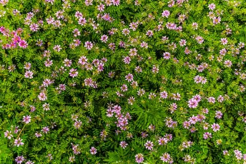 A floral wide angle shot pattern of pink flowers growing in the wild Stock Photos