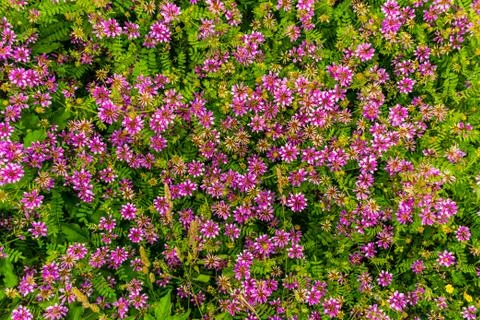 A floral wide angle shot pattern of pink flowers growing in the wild Stock Photos