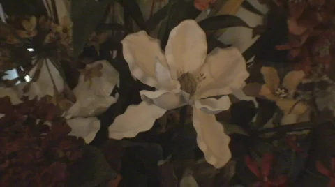 Floral06 Stock Footage 559034