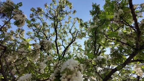 FloralTreeSky Stock Footage 308864337