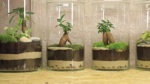 FLORARIUM Stock Footage 155249388