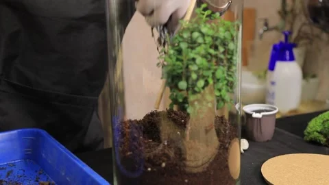 FLORARIUM PRODUCTION2 Stock Footage 155249448