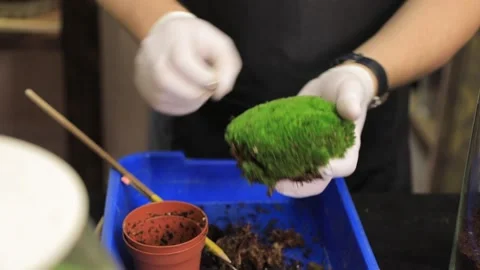 FLORARIUM PRODUCTION3 Stock Footage 155249458