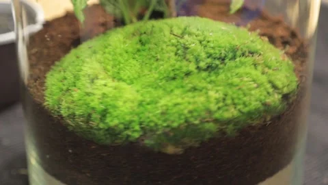FLORARIUM PRODUCTION4 Stock Footage 155249394