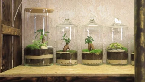 FLORARIUM2 Stock Footage 155249413