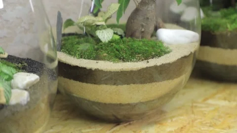 FLORARIUM3 Stock Footage 155249445