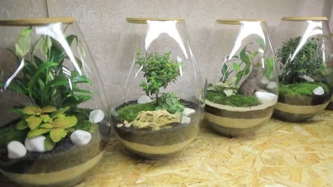 FLORARIUM4 Stock Footage 155249454