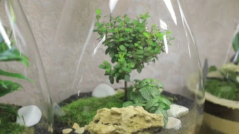 FLORARIUM5 Stock Footage 155249455