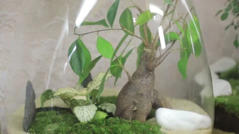 FLORARIUM6 Stock Footage 155249457