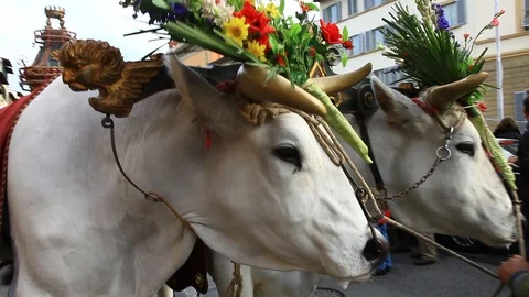 Florence, Scoppio del Carro,on Easter Sunday. Stock Footage 118720758