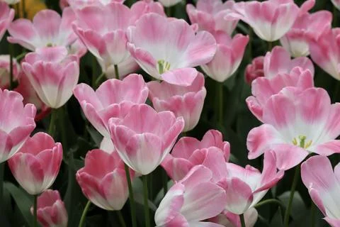 'Florence' tulips Stock Photos