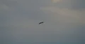 Flores bald eagle flying in the cloudy sky at Labuan Bajo, Flores - Indonesia 4k or 4k+ Resolution