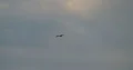 Flores bald eagle flying in the cloudy sky at Labuan Bajo, Flores - Indonesia 4k or 4k+ Resolution