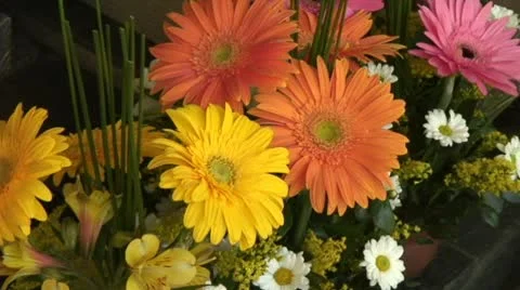 Flores-begonias Video stock 10562214