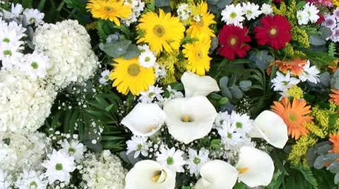 Flores-copo de leite-angulo Video stock 10562313