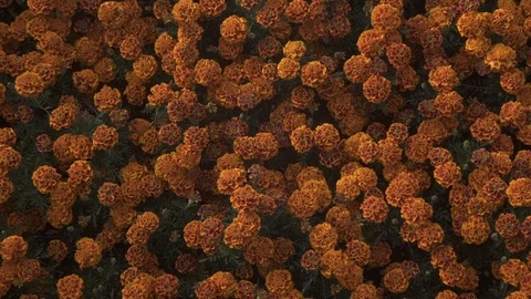 Flores de cempasúchil 動画素材 113630436