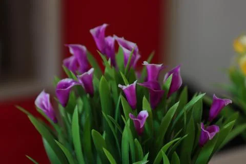 Flores de decoración tulipán Stock Photos