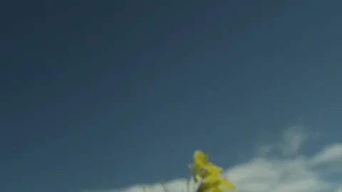 Flores Stock Footage 112082596