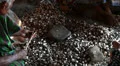 Flores people in a jungle village preparing Cocoa Beans HD Footage