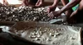 Flores people in a jungle village preparing Cocoa Beans HD Footage