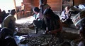Flores people in a jungle village preparing Cocoa Beans HD Footage