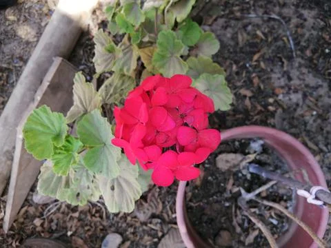 Flores rosadas Stock Photos
