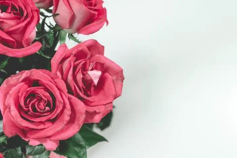 Flores rosas, vista de cerca, espacio en blanco, presente, felicitación Stock Photos