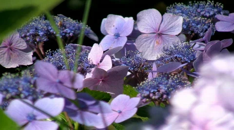 Flores02 Stock Footage 837057