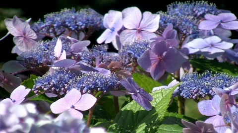 Flores03 Stock Footage 838440