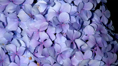 Flores05 Stock Footage 851897