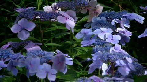 Flores06 Stock Footage 838612