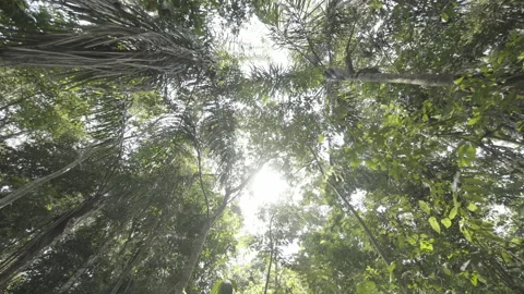 Florest macapá city Stock Footage 151368074