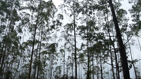 Floresta eucalipto Stock Footage 84739141