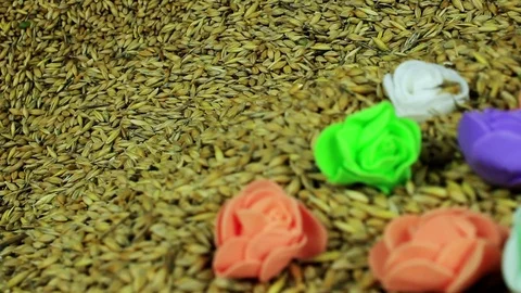 Florets on barley Stock Footage 73901813