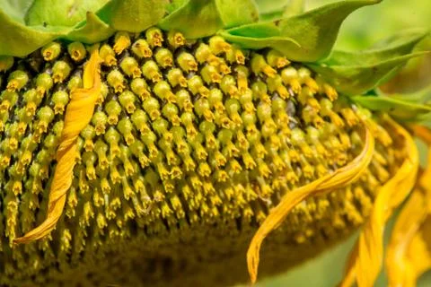 Florets of a sunflower Stock Photos
