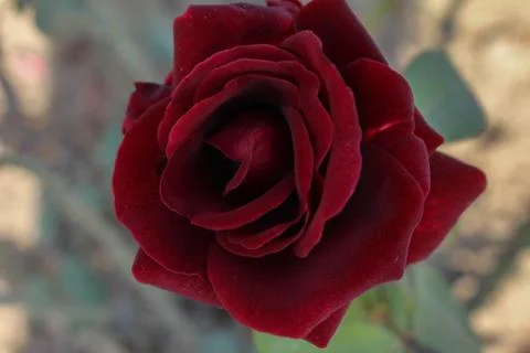 Floribunda (2) Foto stock