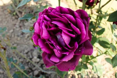 Floribunda 2 Foto stock