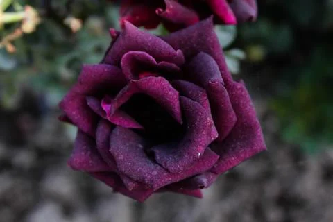 Floribunda Foto stock