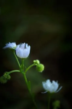 Floricica Foto stock