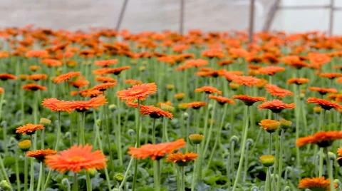 Floriculture Stock Footage 40346446