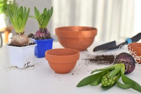 Floriculture. Stock Photos