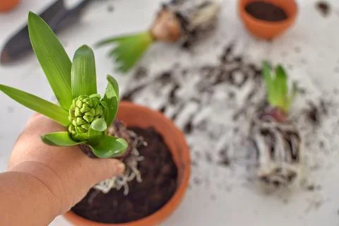 Floriculture. Stock Photos