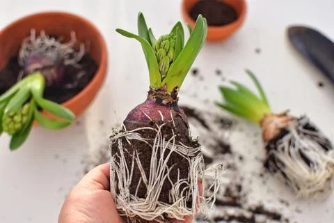 Floriculture. Stock Photos