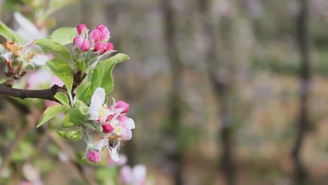 Florid apples trees Video stock 92926421