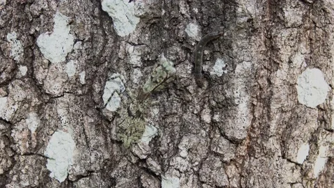 FLORIDA - 12.14.2023 - Close-up of a bark mantis capturing and eating a larva on Видео 261553549